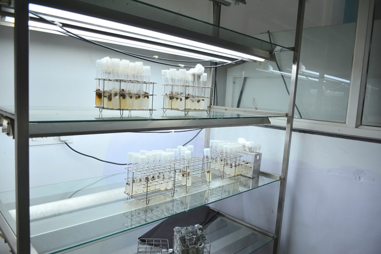 research-facility-plant-tissue-culture-lab